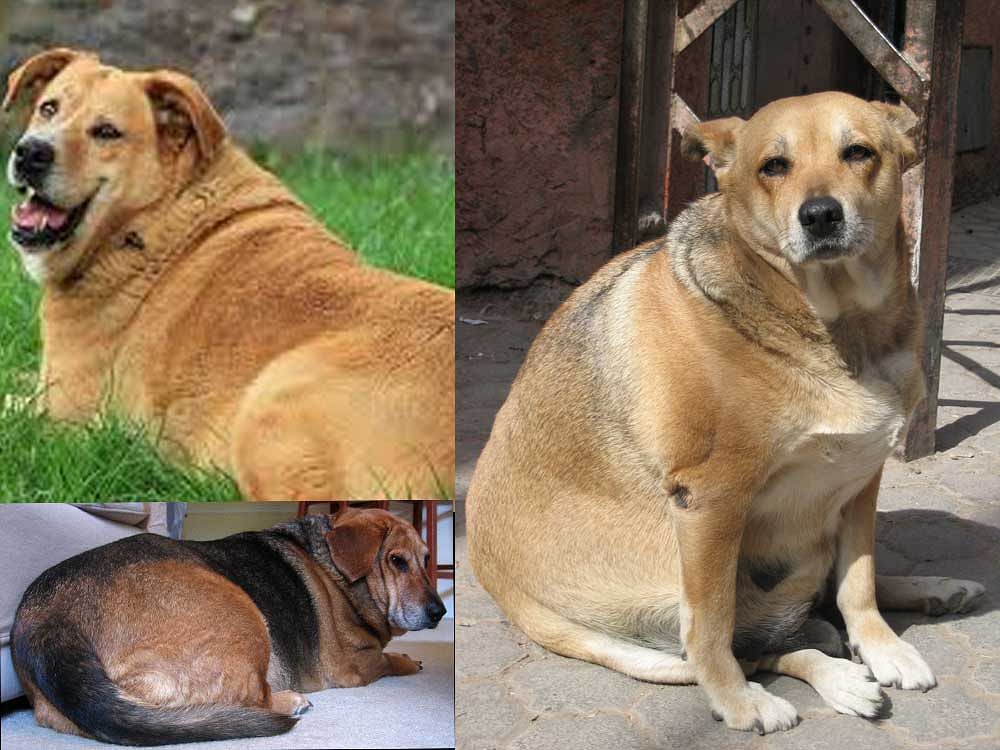 Obesity is the most common medical disease in dogs in different geographical regions and, much like in humans, is associated with a variety of ailments. Representational Image. Photo credit: Creative Commons.