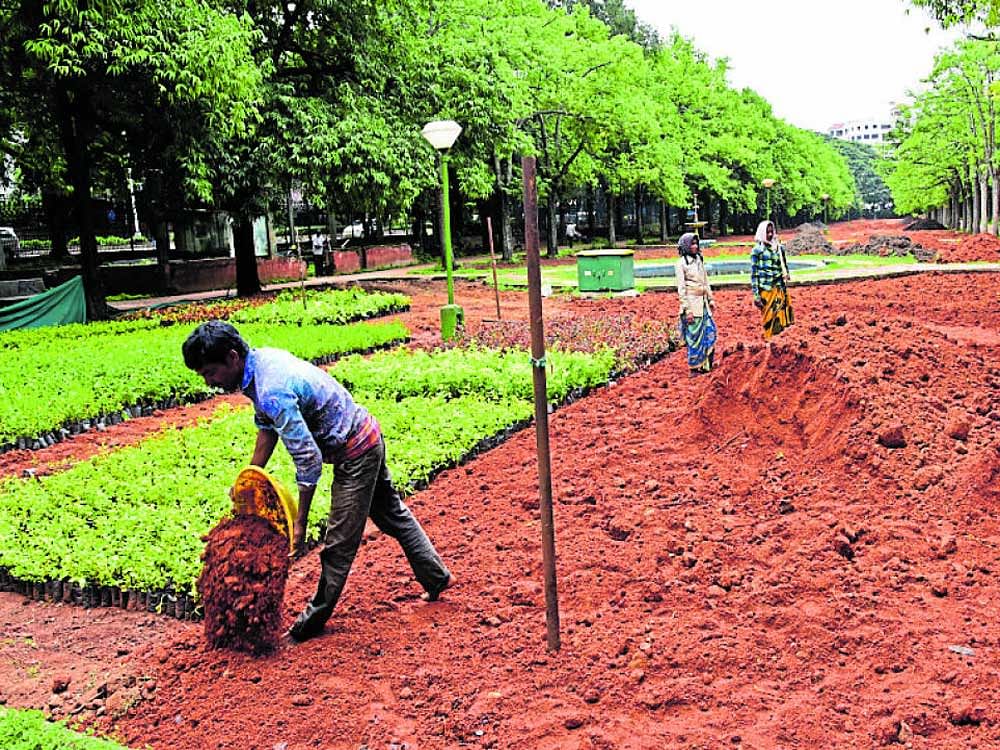 Workers beautify Cubbon Park on Friday.