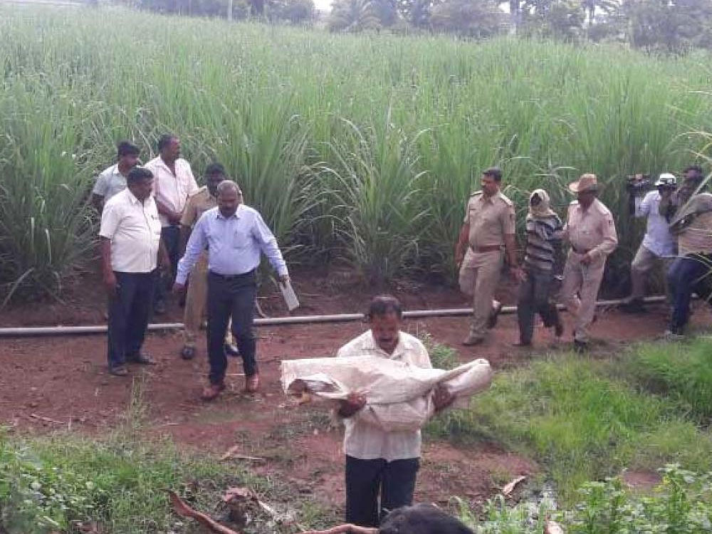 The girl's body is being carried away from a sugar cane field at Kurubagoddi in Raibag taluk, Belagavi district, on Friday. The suspect is seen in the background being taken away by the police. DH PHOTO
