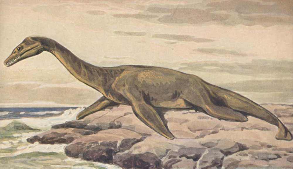 How plesiosaurs swam through oceans: The hind flippers were key to the plesiosaur's underwater moves.