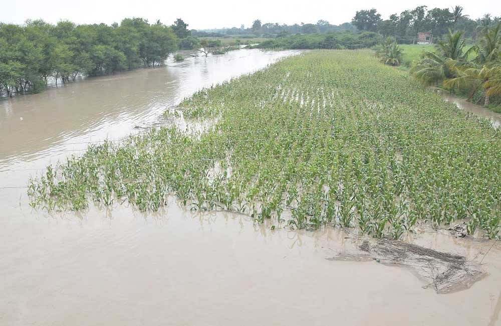 A maize field which was inundated near Govanakoppa in Badami taluk, Bagalkot district.