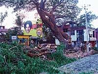 For Development Sake: A huge tree that was felled on Manipal road in Udupi. DH Photo