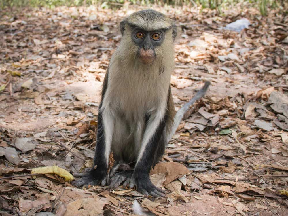 Mona monkey in the town of Tafi Atome where they are worshipped by the villagers in the Volta Region in Ghana