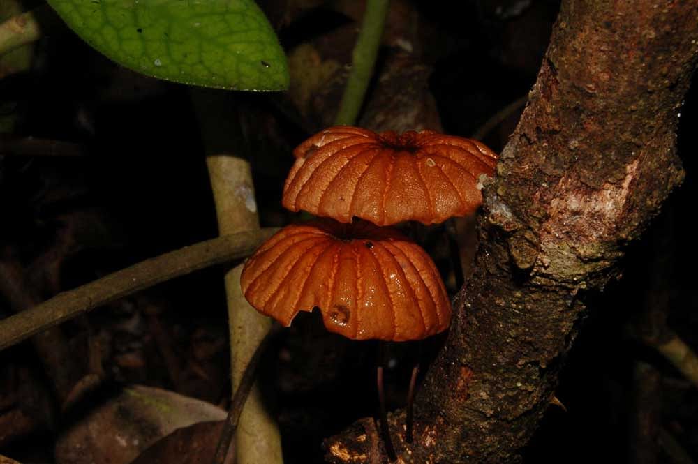 Codependent: Some of the mushrooms found in the Western Ghats. Mushrooms exist as symbiotic partners with plants to help them extract minerals and water from the soil. Photo credit: Meghalakshmi Maruvala & Srikanth Prabhu Putturu