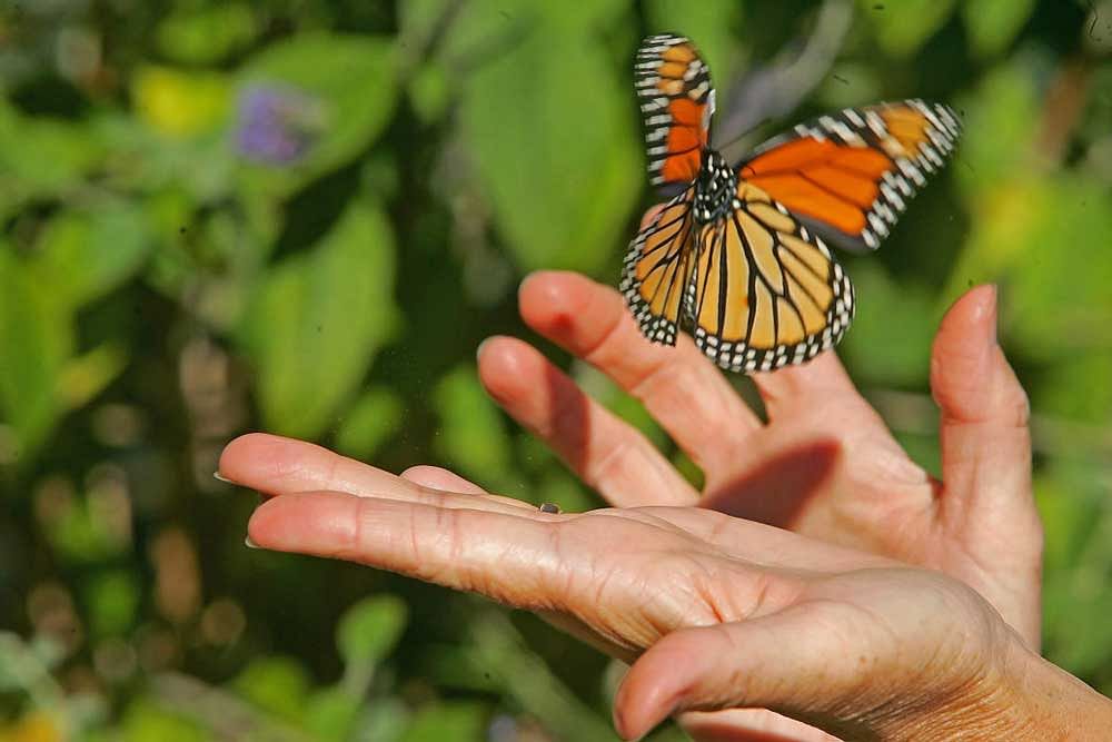Louise Zemaitis of the Monarch Butterfly project releases one after she tagged it. Photo credit: Keith Meyers/NYT