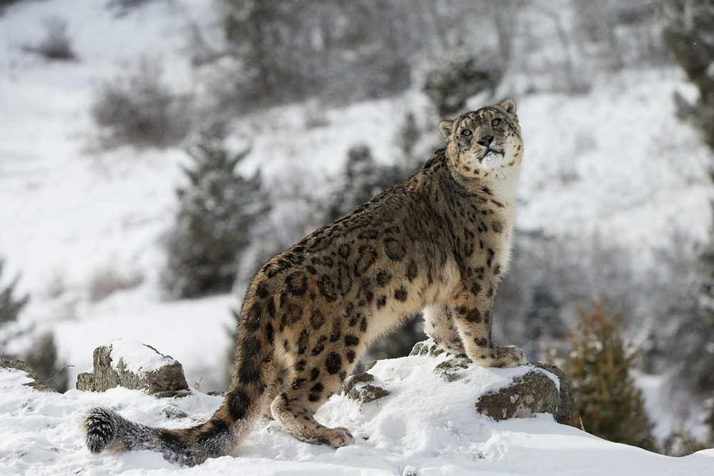 Threatened: Snow leopards still face a high risk of extinction for reasons such as habitat loss and degradation, and decline in prey populations.
