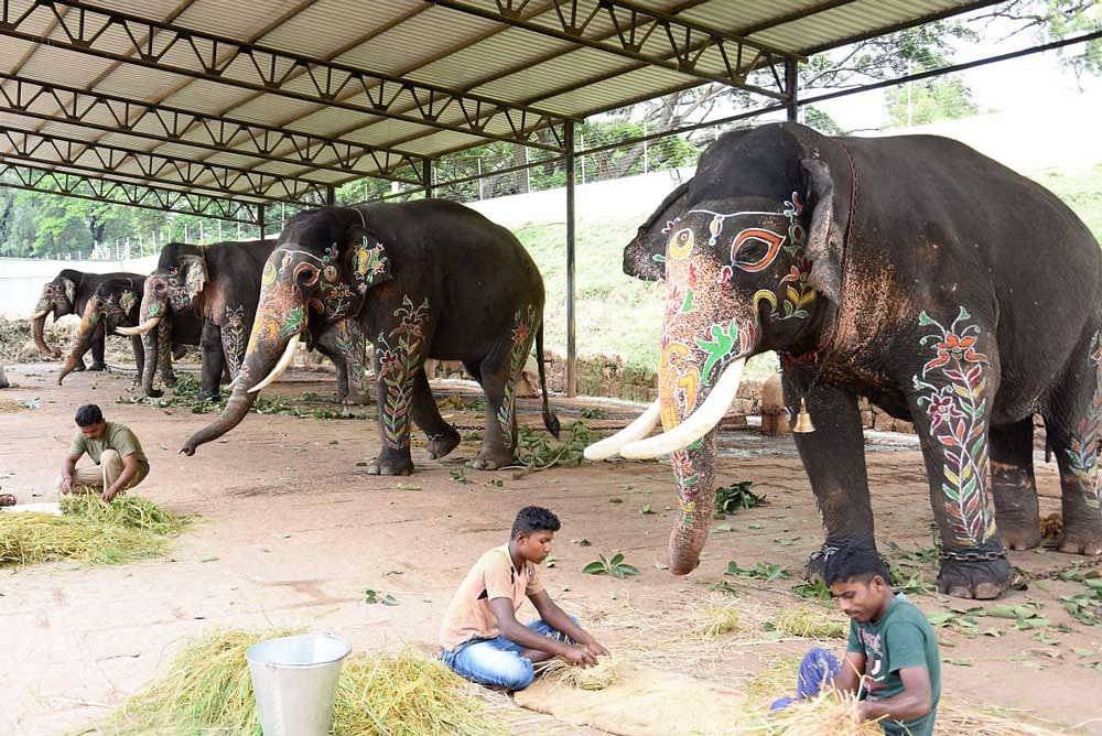 Dasara elephants relax after Jamboo Savari at Mysuru Palace premises on Sunday. DH photo