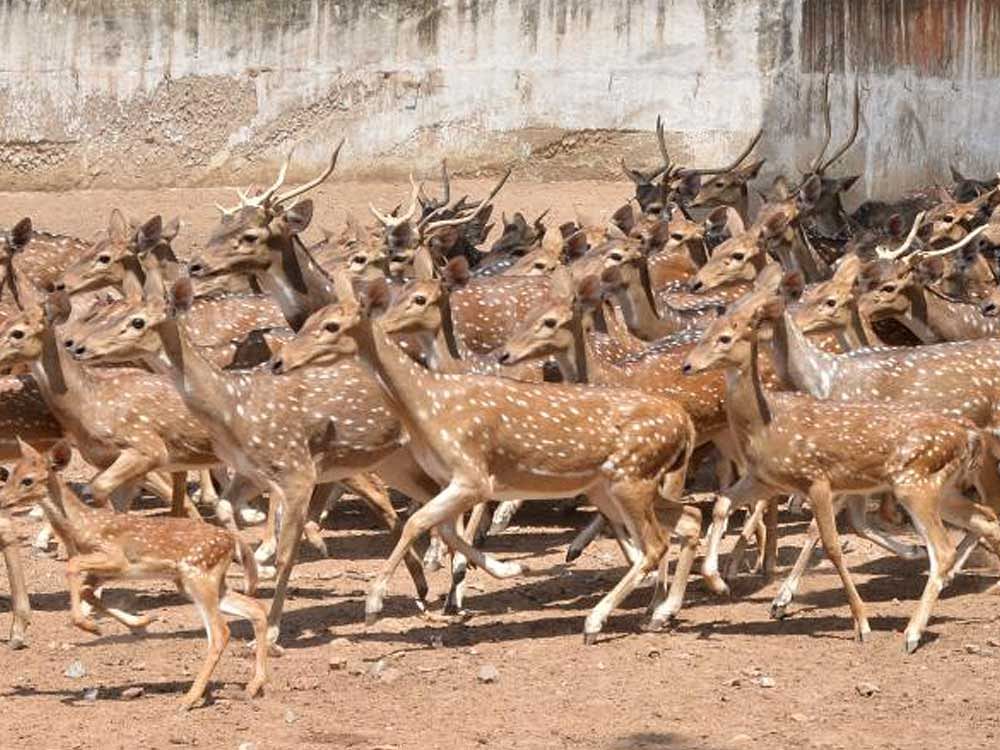 Deer at the new zoo in Kamalapur, Ballari district.