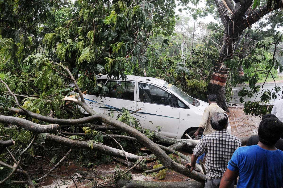 The branch of a tree that snapped and fell on a car at Kurubarahalli Circle, in Mysuru, on Thursday. (Pic by special arrangement)