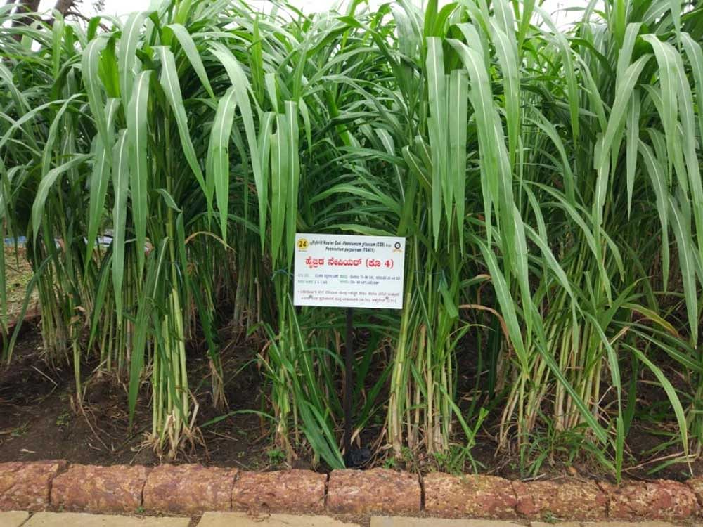A variety of grasses cultivated in the open space at the fodder museum developed at Livestock Research & Information Center in Kattitugaon village in Bhalki taluk of Bidar district.