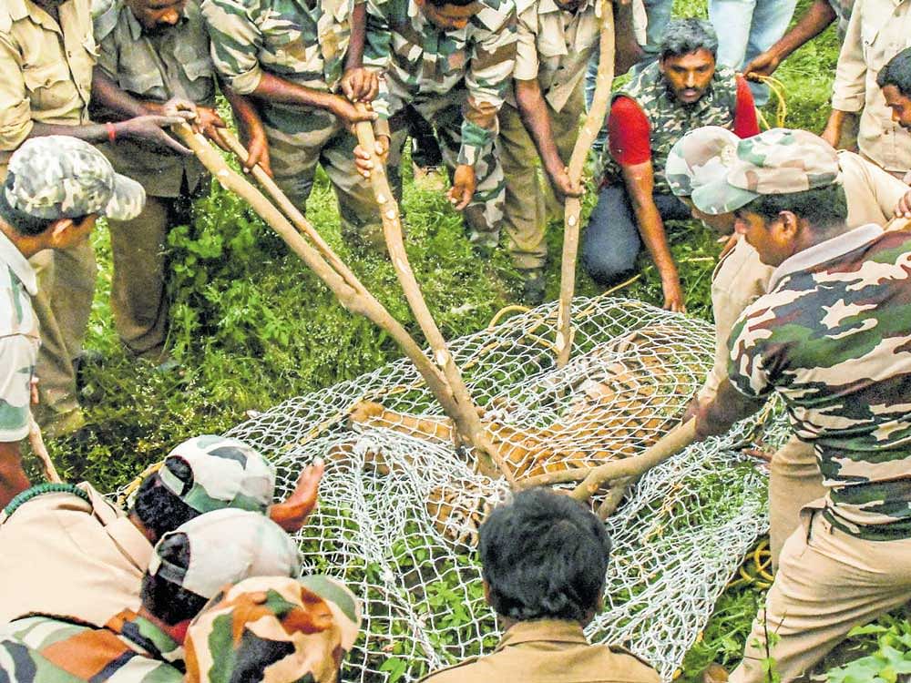 42 forest officers martyred since '91 in state