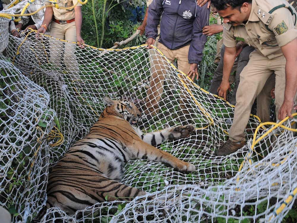 The tiger that was captured by Forest department personnel near Antharasanthe, in H D Kote taluk, Mysuru district, on Tuesday. DH photo