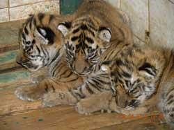 The newborn tiger cubs at the Aurangabad zoo. IANS : Photo