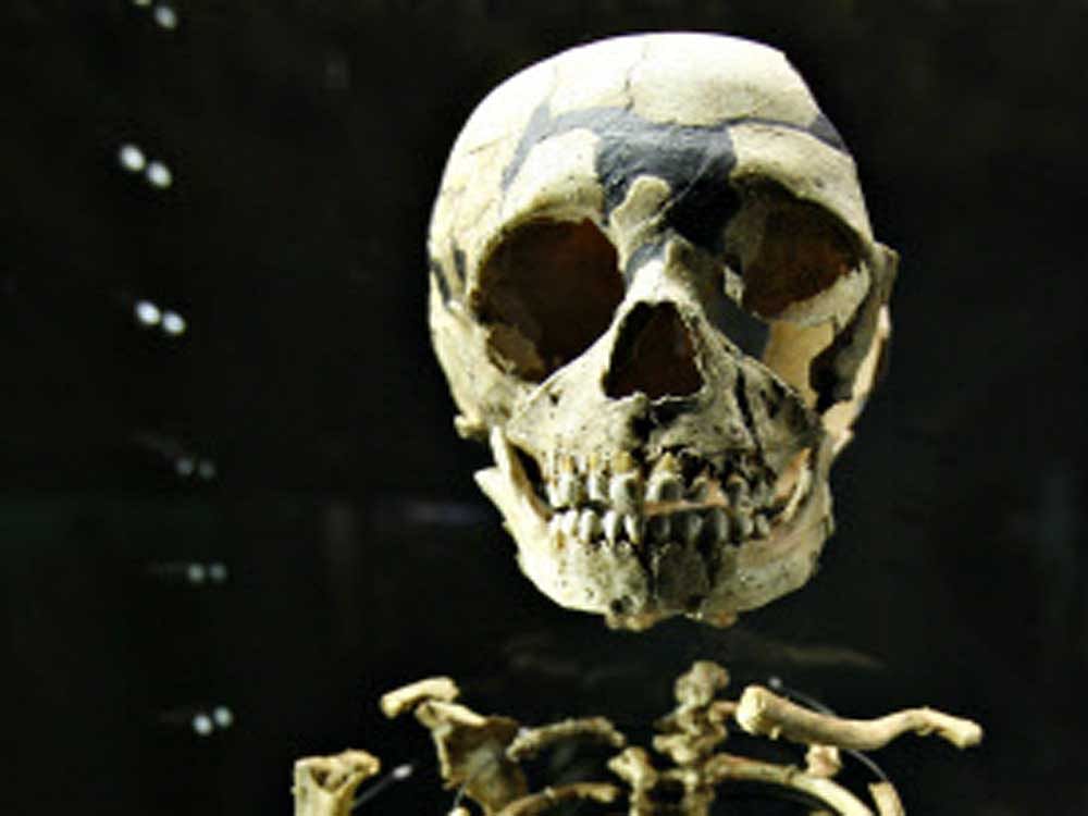 The skeleton of a young Neanderthal, file photo