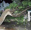 Rain effect:  A tree fell down due to heavy rain at R T Nagar on Wednesday.