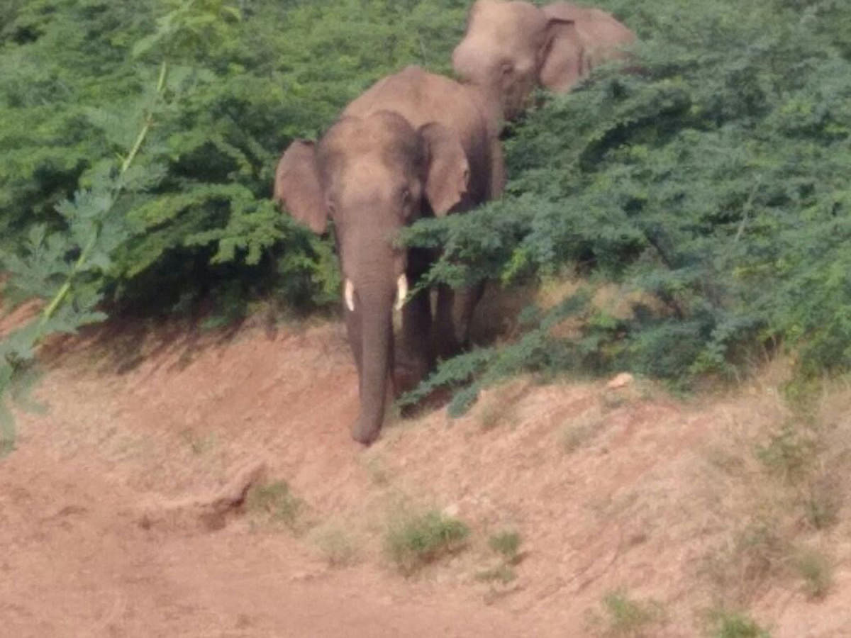 Elephants hide among wild bushes at Thimmappaiahanahalli tank in Challakere taluk, Chitradurga district. dh photo