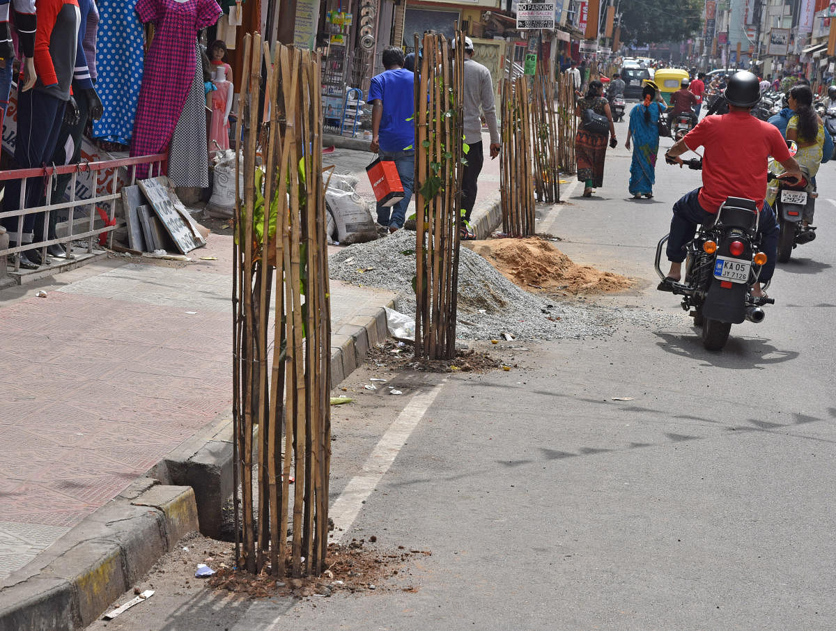 The saplings planted on road, is maintained unscientifically, on the stretch of the DVG roads, Basavanagudi in Bengaluru on Saturday. Photo by S K Dinesh