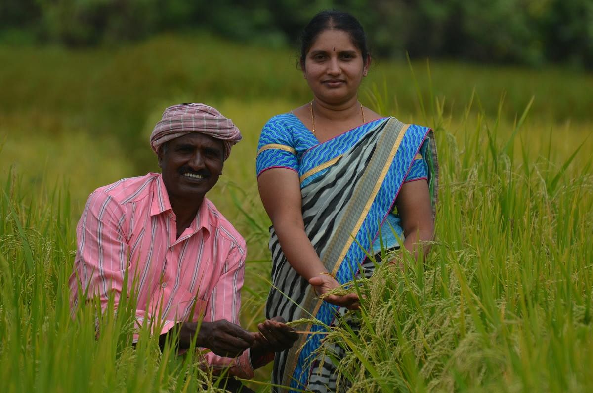 Boregowda and his wife in their Siddasanna paddy field in Mandya district. PHOTO BY AUTHOR