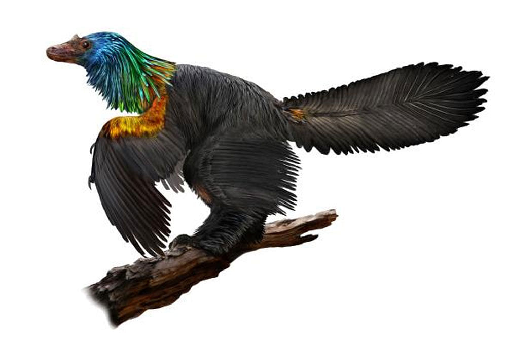 An artist's depiction of Caihong juji, a species of theropod dinosaur that lived 160 million years ago. Illustration by Velizar Simeonovski.