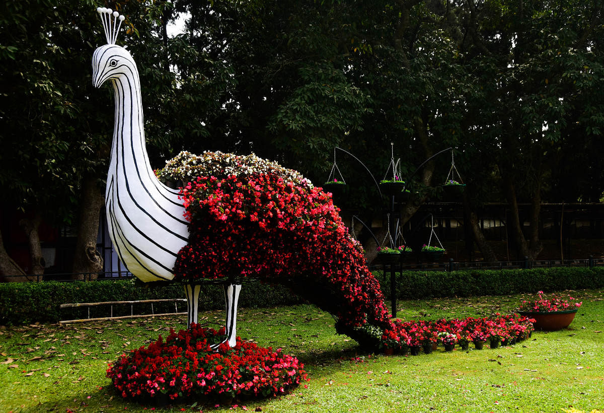 A floral replica of a peacock will be among the attractions at the Republic Day flower show