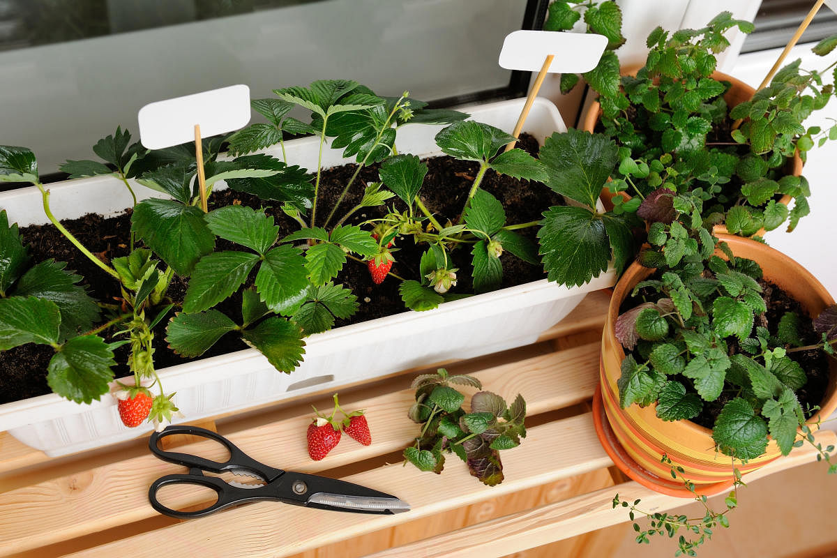 A balcony or a terrace garden helps you grow your own herbs and vegetables, making you self-sufficient.