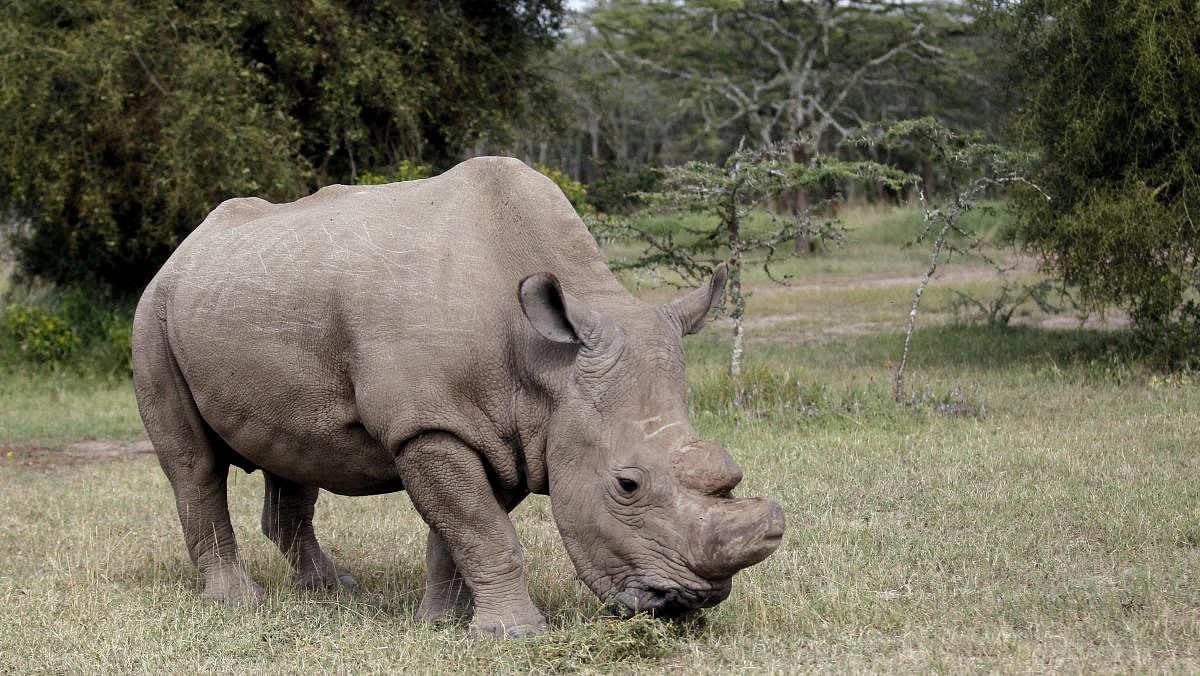 Animals such as the northern white rhinos (in pic) have been affected by armed conflicts in Africa.