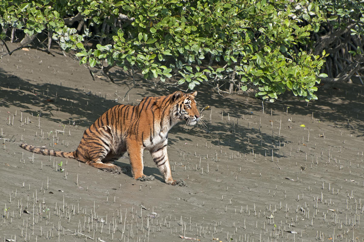Around 63 tigers have been captured on camera in the last camera trap exercise in the Sundarbans. PHOTO CREDIT: Sundarbans Tiger Reserve