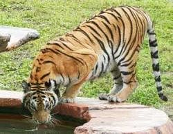 Kaziranga has highest density of tiger population in world