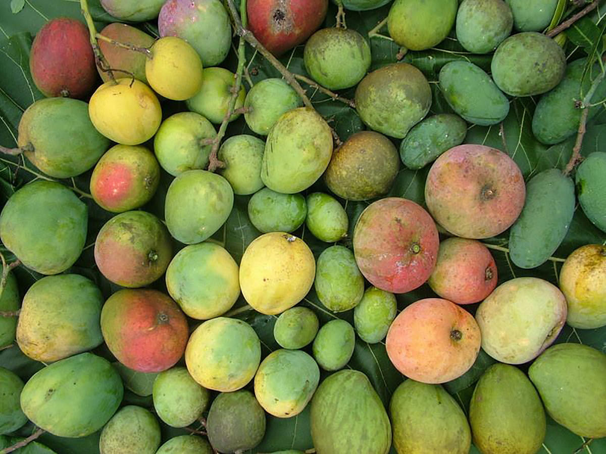 The Karnataka State Mango Development and Marketing Corporation Limited (Mango Board) has been striving for the promotion of mango cultivation and marketing.