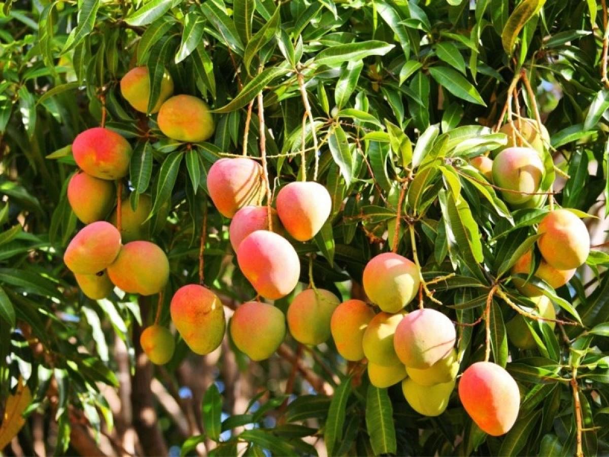 Rain effect: fewer and less delicious mangoes this year