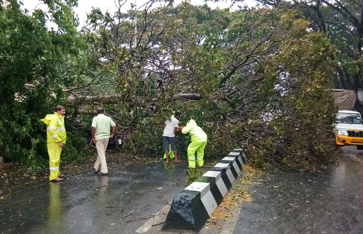 This tree crashed on the busy Old Airport Road in the first week of April.