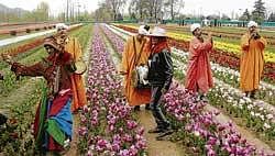 Baand Pather artistes performing at the Tulip Garden in Srinagar. Their performances have become rare now.