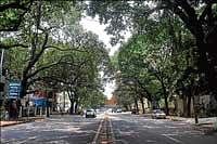 A stretch of trees-lined Sankey Road. DH PHOTO