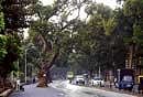 A stretch of the Jayamahal Road proposed for widening which entails felling of  as many as 41 trees.  DH photo