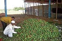 her majesty arrives First batch of mangoes that have arrived at one of the stalls at  Srinivaspur APMC. DH photo