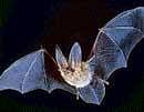 Hope and belief save bats in Badurtala