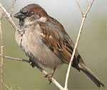 House sparrow listed as an endangered species