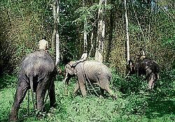 Elephants were driven back to forest by the tamed elephants of forest department.  DH Photo