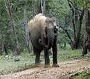 Save the elephant: The report suggests that protected areas are key for elephant survival. Photo by the author