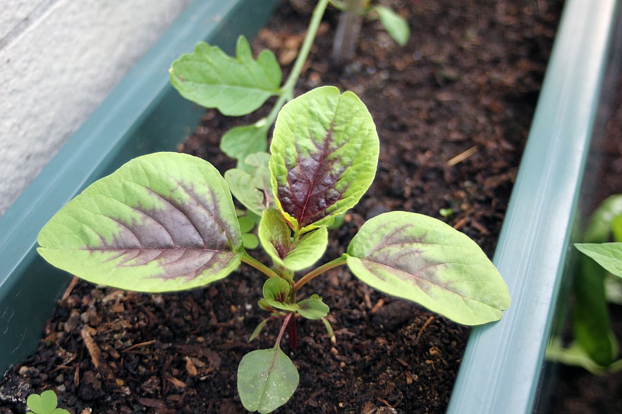 Recipe What you can cook with superfood amaranth