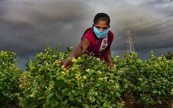 A farmer wearing a face mask plucks jasmine flowers at a farm during a government-imposed nationwide lockdown as a preventive measure against the coronavirus, near Acharapakkam in Chengalpattu district, Sunday, April 26, 2020. (PTI Photo/R Senthil Kumar)