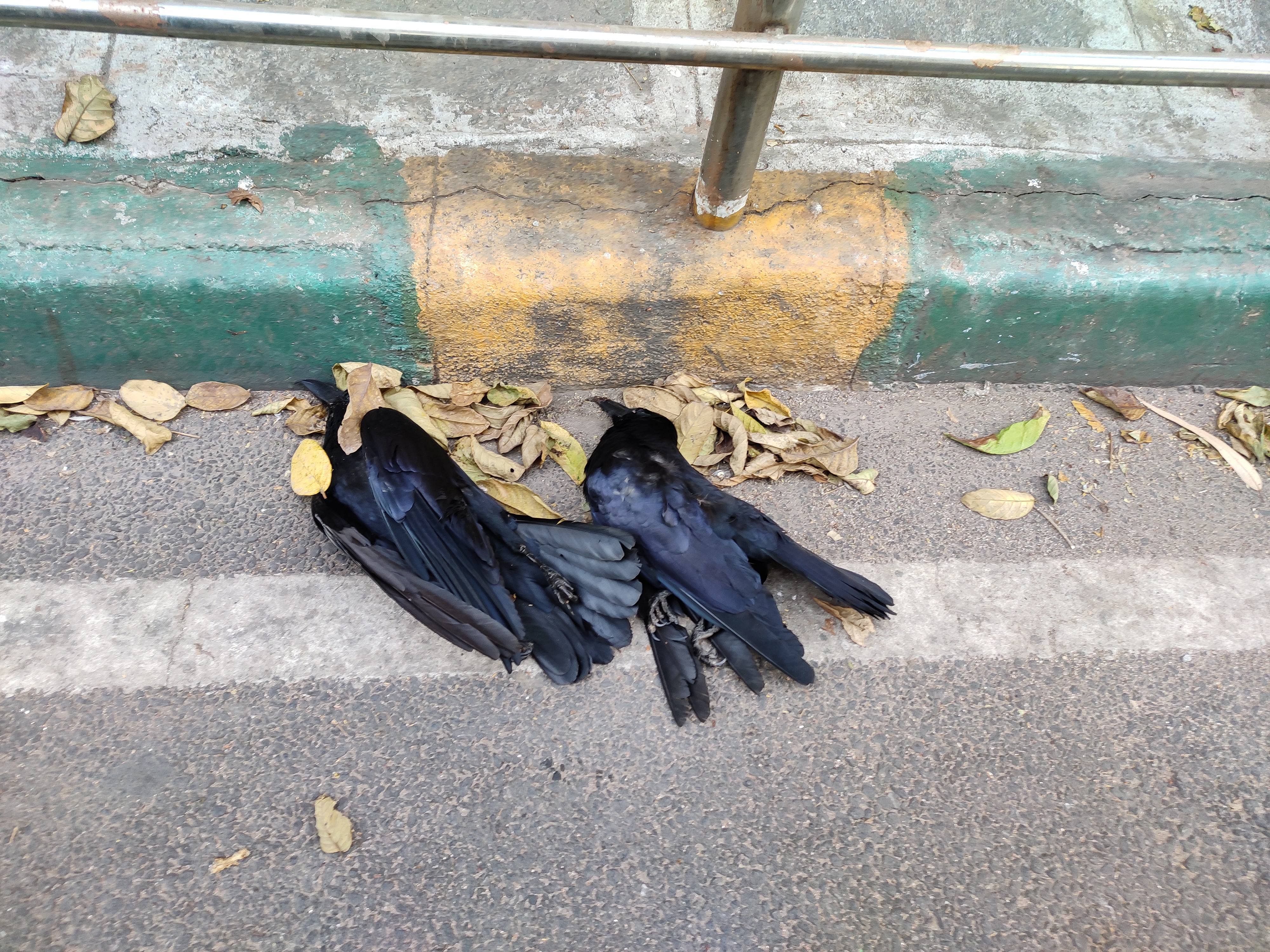 Carcasses of crows that died in the past week. DH photo