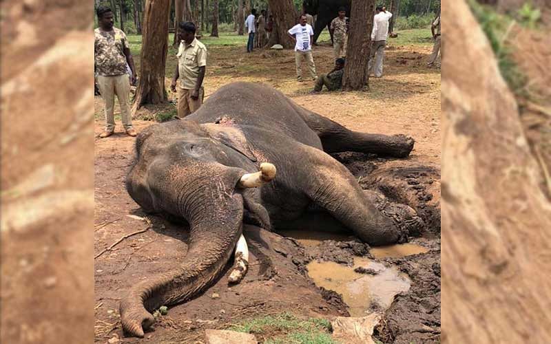 Drona, who died in Mattigodu elephant camp on Friday.