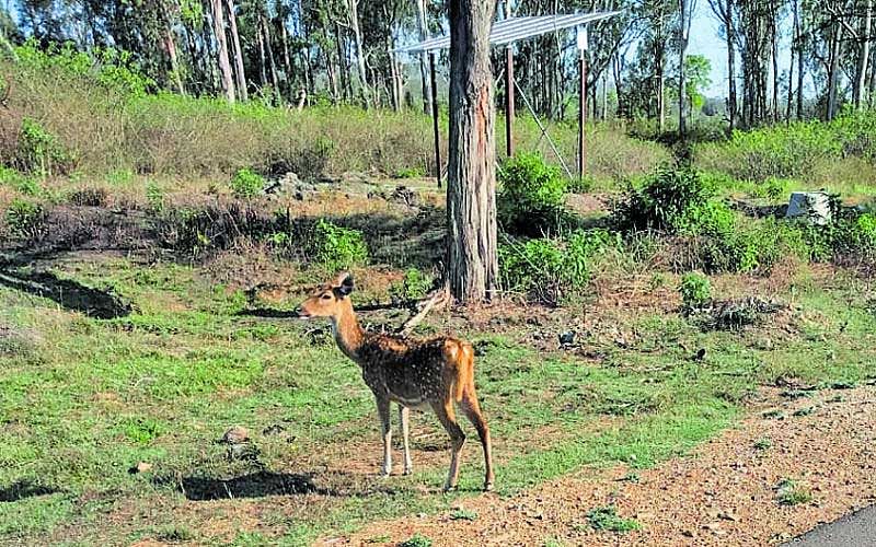 A speeding vehicle mowed down a spotted deer calf inside the Bandipur Tiger Reserve on Wednesday. (Photo by Special Arrangement)