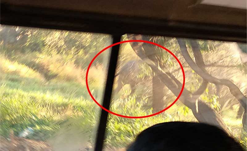 According to forest department officials the tuskers are now camping in BM Kaval reserve forest. (Image source: Twitter/@madhukarabhat)