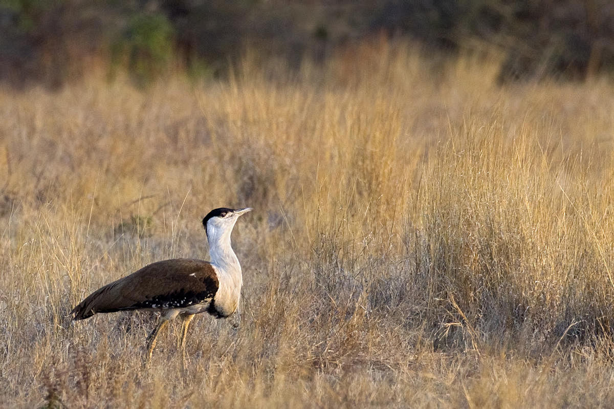 Great Indian Bustard (File Photo)