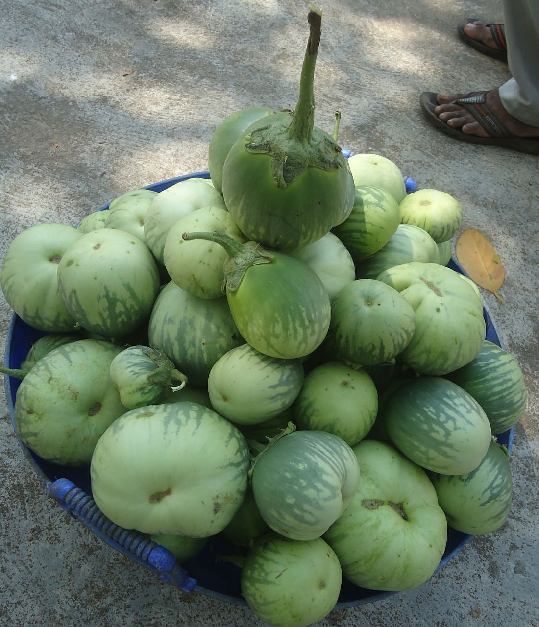 While it is mainly consumed in the districts of Udupi and Dakshina Kannada, ‘Mattu Gulla’ is also preferred in other places because of its unique flavour and taste. Photo by Authot