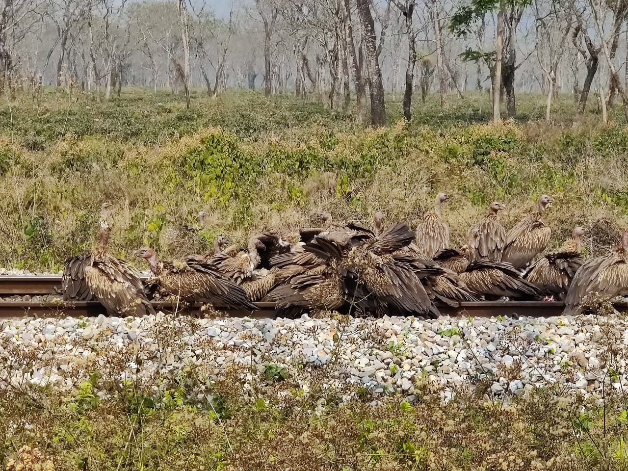 Rare vultures spotted at Bagrakote in West Bengal. (Photo Credit: Kumar Vimal)
