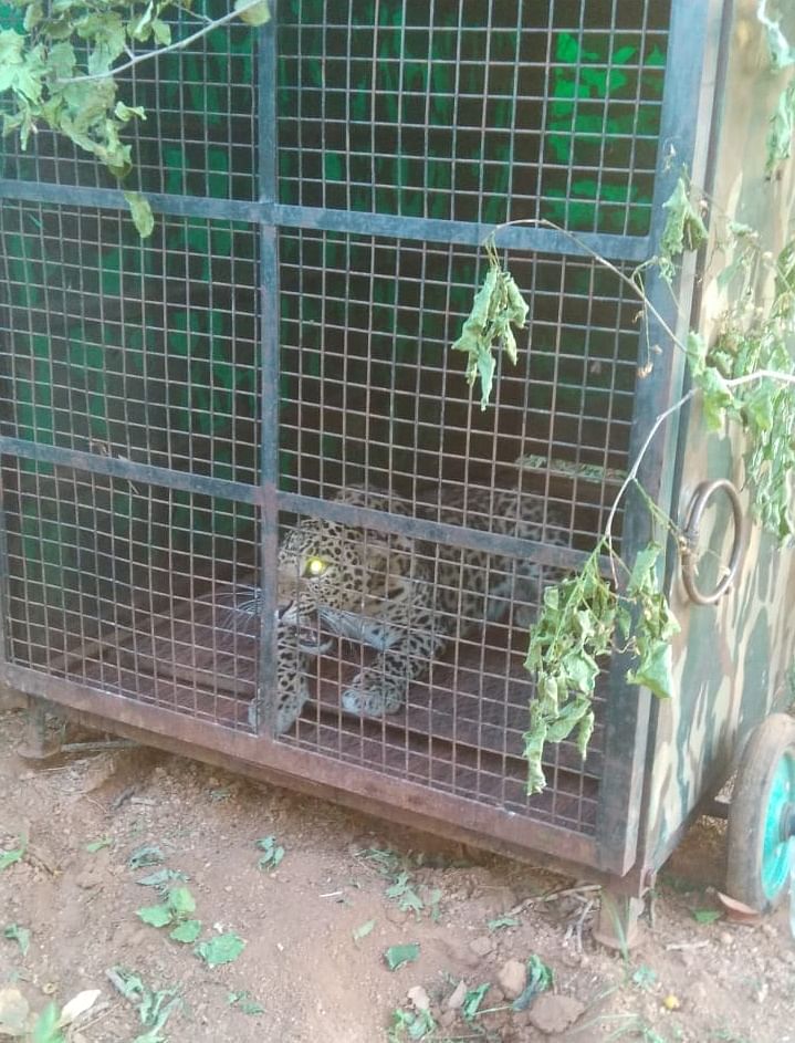 A two-year-old male leopard believed to have killed the three-year-old boy was caught by forest department officials on Wednesday near Kadirayyana Palya in Magadi taluk of Ramanagar district. (Credit: DH Photo)