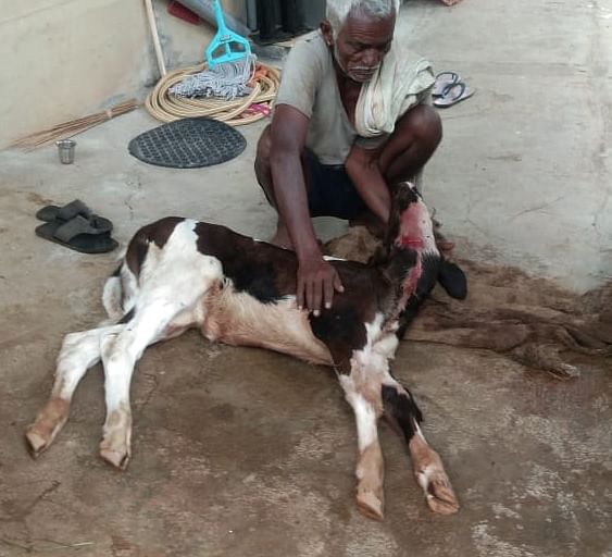 On Monday early morning at around 3:00 am, a leopard sneaked into Katamaanadoddi village and attacked a calf that was locked up inside a cattle pen. (Credit: DH Photo)